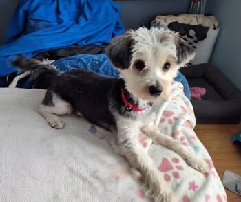 Yorkshire Terrier and Shih Tzu Dogs Available for Adoption - Ivan | PetCurious