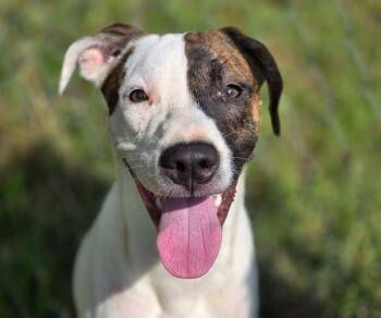 Chance -  Mixed Breed and Terrier Dog for Adoption in Anniston, Alabama - Chance | PetCurious