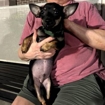 Rescue Chihuahua Dogs for Adoption in Raeford, North Carolina - Yogi | PetCurious
