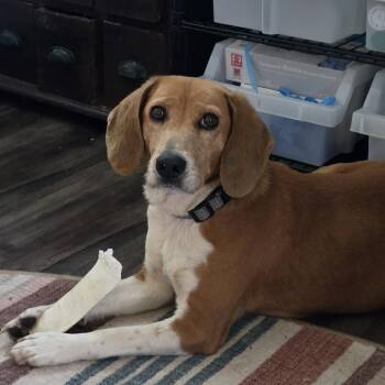 Beagle Dogs Available for Adoption - Saphia | PetCurious
