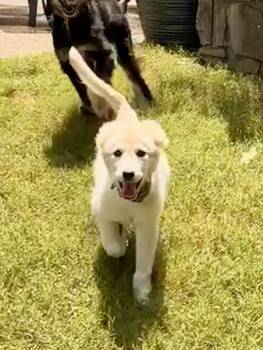 Dora -  Great Pyrenees and Goldendoodle Dog for Adoption - Dora | PetCurious