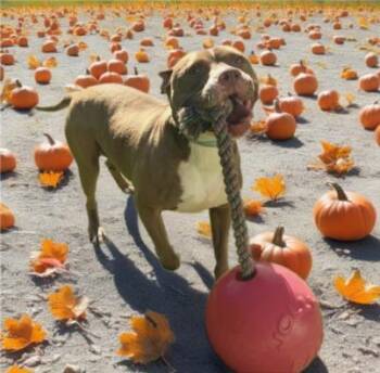 Rescue Pit Bull Terrier and Mixed Breed Dogs for Adoption in Sarasota, Florida - SNUGGLES | PetCurious