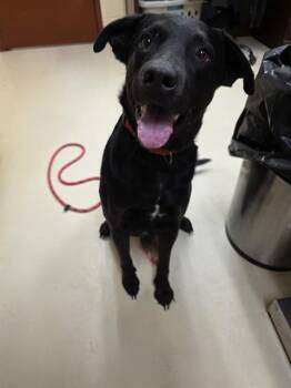 Labrador Retriever and Mixed Breed Dogs Available for Adoption - BOWIE | PetCurious