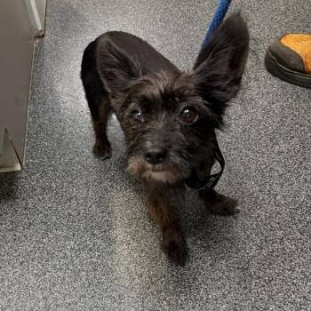 Amiga -  Mixed Breed Dog for Adoption in Allentown, Pennsylvania - Amiga | PetCurious