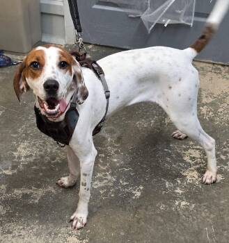 Impreza -  Hound Dog for Adoption in Saint Marys, Pennsylvania - Impreza | PetCurious