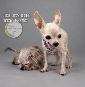 Itsy Bitsy and Teenie Weenie -  Chinese Crested Dog Dog for Adoption in Benton, Louisiana - Itsy Bitsy And Teenie Weenie | PetCurious