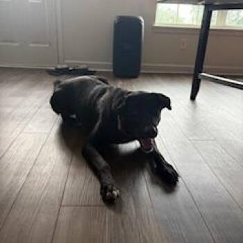 Gus -  Black Labrador Retriever and Shar Pei Dog for Adoption in Harrisonburg, Virginia - Gus | PetCurious