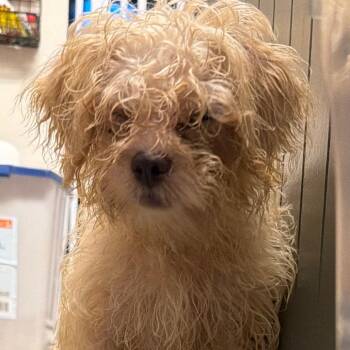 Pippin 2 -  Maltese and Yorkshire Terrier Dog for Adoption in Hinesville, Georgia - Pippin 2 | PetCurious