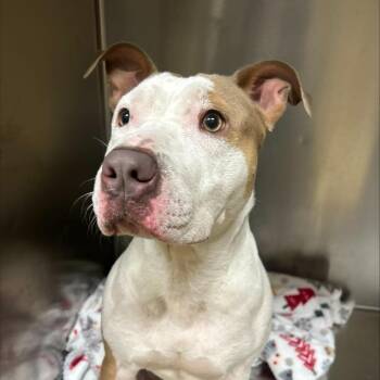 Cake pop -  Mixed Breed Dog for Adoption in Winston-salem, North Carolina - Cake Pop | PetCurious