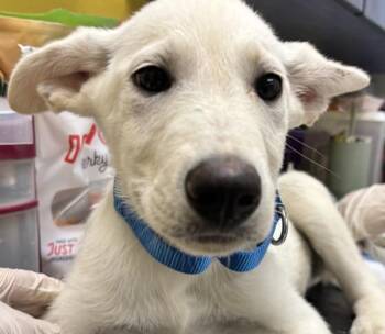 Labrador Retriever and Shepherd Dogs Available for Adoption in Golden, Colorado - Milwaukee | PetCurious