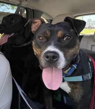 Pit Bull Terrier and Dachshund Dogs Available for Adoption in Chevy Chase, Maryland - Ginny | PetCurious