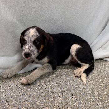 IVHS-Stray-143375 -  Cattle Dog and German Shepherd Dog Dog for Adoption in San Gabriel, California - IVHS-Stray-143375 | PetCurious
