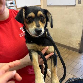Janica -  Beagle Dog for Adoption in Birmingham, Alabama - Janica | PetCurious