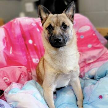 Spitz and Mixed Breed Dogs Available for Adoption - Dunkin | PetCurious