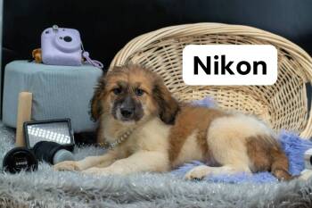 Nikon -  Labradoodle Dog for Adoption in Sevierville, Tennessee - Nikon | PetCurious