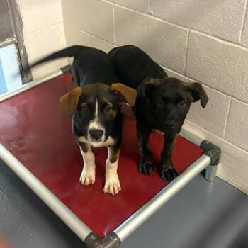 Smitty -  Mixed Breed Dog for Adoption in East Hanover, New Jersey - Smitty | PetCurious