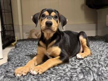 Jasper -  Labrador Retriever Dog for Adoption in Colorado Springs, Colorado - Jasper | PetCurious