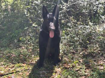Buster -  German Shepherd Dog Dog for Adoption in Williston, Florida - Buster | PetCurious