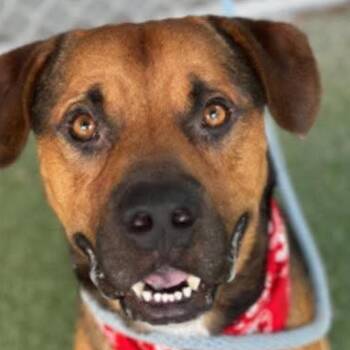 Rescue Shepherd Dogs for Adoption in Roswell, Georgia - Benjamin (Bumpy) | PetCurious