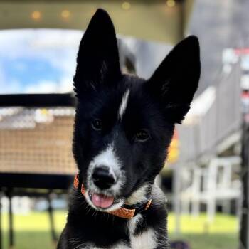 Rhinestone -  Husky and Akita Dog for Adoption in Richmond, Virginia - Rhinestone | PetCurious