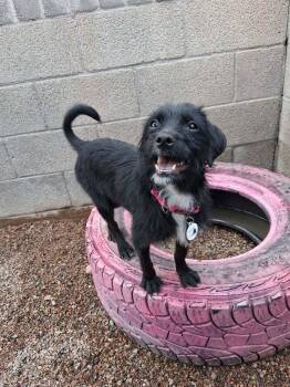 Gloria -  Affenpinscher Dog for Adoption in Phoenix, Arizona - Gloria | PetCurious