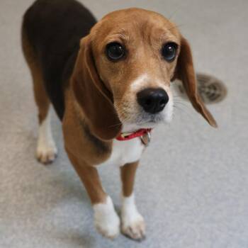 Uno -  Beagle Dog for Adoption in Briarcliff Manor, New York - Uno | PetCurious