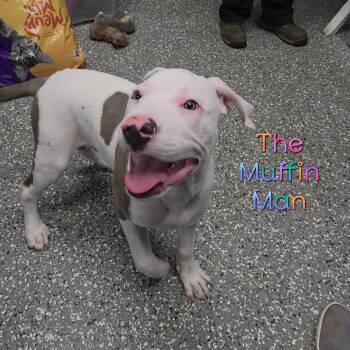 The Muffin Man -  Great Dane and Pit Bull Terrier Dog for Adoption in Parkersburg, West Virginia - The Muffin Man | PetCurious
