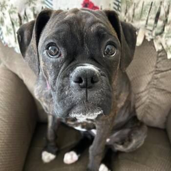 Boxer Dogs Available for Adoption in Woodinville, Washington - Misty | PetCurious