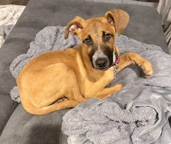 The Grat Hambino -  Australian Cattle Dog Blue Heeler Dog for Adoption in Salt Lake City, Utah - The Grat Hambino | PetCurious