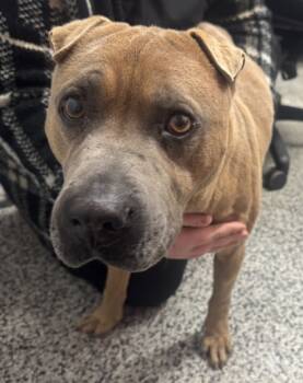 Rescue Mixed Breed Dogs for Adoption in West Chester, Pennsylvania - Hammy | PetCurious