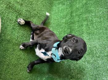 Amelia -  Mixed Breed Dog for Adoption in San Diego, California - Amelia | PetCurious