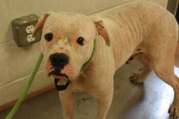 OSCAR -  Mixed Breed Dog for Adoption in Columbia, South Carolina - OSCAR | PetCurious