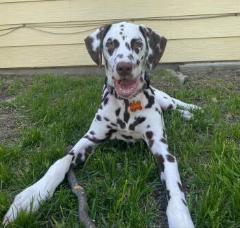 Dalmatian Dogs Available for Adoption in San Diego, California - Scooby-ADOPTION PENDING | PetCurious