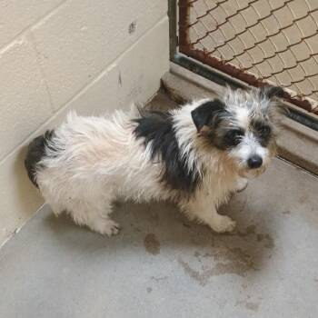 Shih Tzu and Mixed Breed Dogs Available for Adoption in Palestine, Texas - Oreo | PetCurious