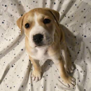 Pit Bull Terrier Dogs Available for Adoption - Hank | PetCurious