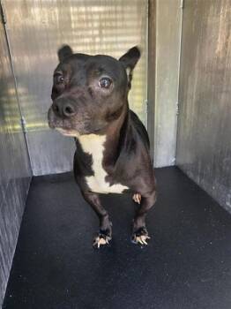 PERCY -  Terrier Dog for Adoption in San Antonio, Texas - PERCY | PetCurious