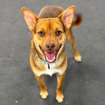 Mixed Breed Dogs Available for Adoption in New York, New York - Alfie | PetCurious