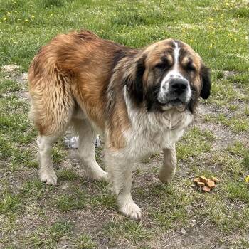 Changa -  Saint Bernard and Great Pyrenees Dog for Adoption in Edmonton, Alberta - Changa | PetCurious