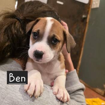 Mixed Breed Dogs Available for Adoption in Glenfield, New York - Ben | PetCurious