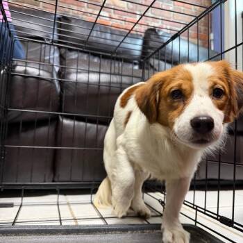 SamIAm_15 -  Mixed Breed Dog for Adoption in Savannah, Georgia - SamIAm_15 | PetCurious