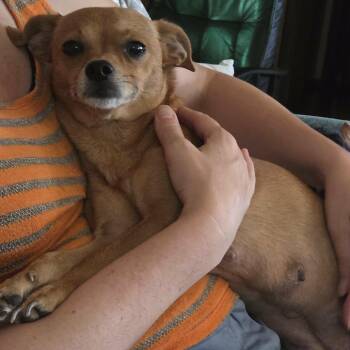 Bella Bee -  Chihuahua Dog for Adoption in Portland, Oregon - Bella Bee | PetCurious