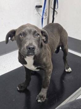 Mixed Breed Dogs Available for Adoption in Oakland, California - Cielo | PetCurious