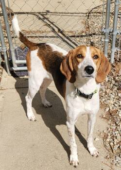 Beagle and Hound Dogs Available for Adoption in Cleveland, Ohio - Dottie | PetCurious