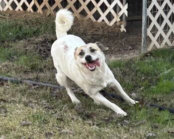 Patches -  Mixed Breed Dog for Adoption in Wilton, California - Patches | PetCurious