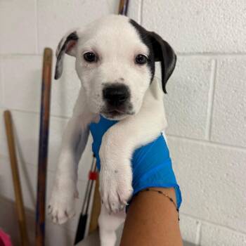 Custard -  Pit Bull Terrier and Mixed Breed Dog for Adoption in Edinburg, Texas - Custard | PetCurious
