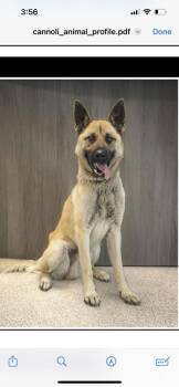 Rescue Shepherd and Mixed Breed Dogs for Adoption in Cincinnati, Ohio - Cannoli | PetCurious