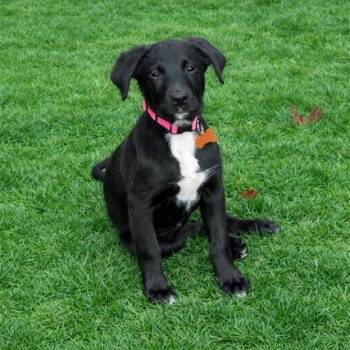Black Labrador Retriever and Mixed Breed Dogs Available for Adoption - Okra Lee | PetCurious