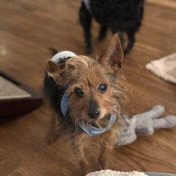Rescue Yorkshire Terrier Dogs for Adoption in New York, New York - Emmet | PetCurious