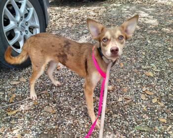 Catahoula Leopard Dog and Whippet Dogs Available for Adoption in Missouri City, Texas - Arnisha OR14385-T | PetCurious
