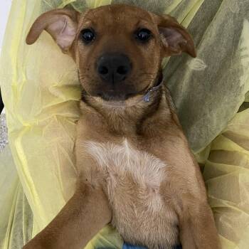 Bassoon -  Cattle Dog and Mixed Breed Dog for Adoption in Hattiesburg, Mississippi - Bassoon | PetCurious
